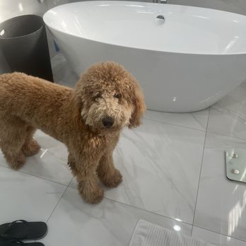 Exclusive Pet Grooming - Pet Groomers Near Me