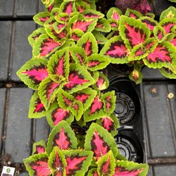 Van wingerden Greenhouses