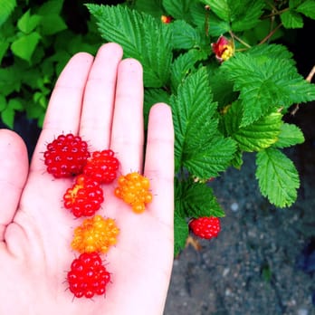 Sitka Sound Ocean Adventures - We foraged for Salmon Berries!!!!! So delicious - Tours Near Me - Sitka, Alaska Sitka Sound Ocean Adventures - We foraged for Salmon Berries!!!!! So delicious - Tours Near Me - Sitka, Alaska