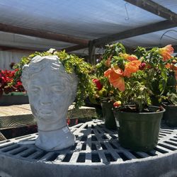 Morris Nursery - Outdoor plants