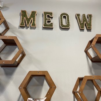 Orlando Cat Cafe - Animal Shelters Near Me - Clermont, Florida Orlando Cat Cafe - Animal Shelters Near Me - Clermont, Florida