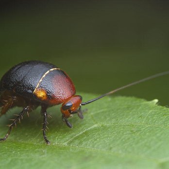 Gremillion's Pest Control - Pest Control Near Me - Baton Rouge, Louisiana Gremillion's Pest Control - Pest Control Near Me - Baton Rouge, Louisiana