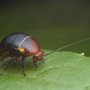 Gremillion's Pest Control