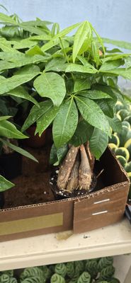 Pickford's Sundries by null