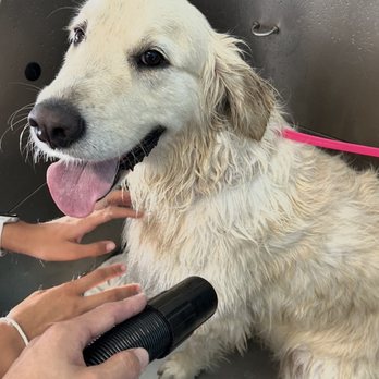 My Pretty Puppy - Our puppy - Pet Groomers Near Me - Cypress, California My Pretty Puppy - Our puppy - Pet Groomers Near Me - Cypress, California