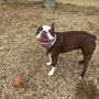 JD Kennels Camp David for Dogs and Cats