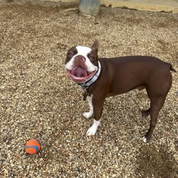JD Kennels Camp David for Dogs and Cats - Solo having a blast at camp