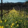 Photo of Designated Drivers Napa Sonoma