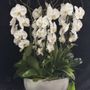 Spring Flowers & Gifts