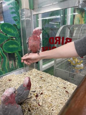 Bird Paradise by null