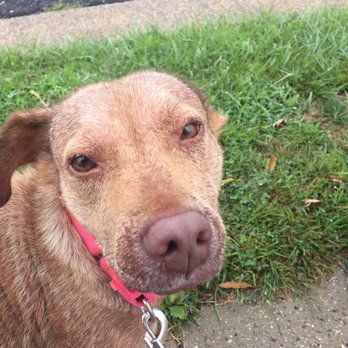 Ruff House Rescue - Pet Adoption Near Me