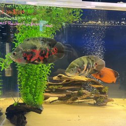 Unique Aquariums