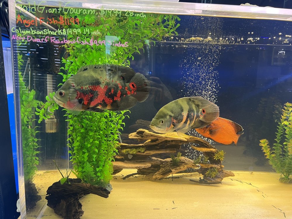 UNIQUE AQUARIUMS Updated September 2024 15 Photos 701 N Park Ave