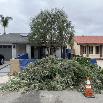 Arkadia Tree Services - During - Tree Services Near Me Arkadia Tree Services - During - Tree Services Near Me