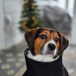 Doo Diligence - Beagle sitting in front of a Christmas tree, wearing a black coat