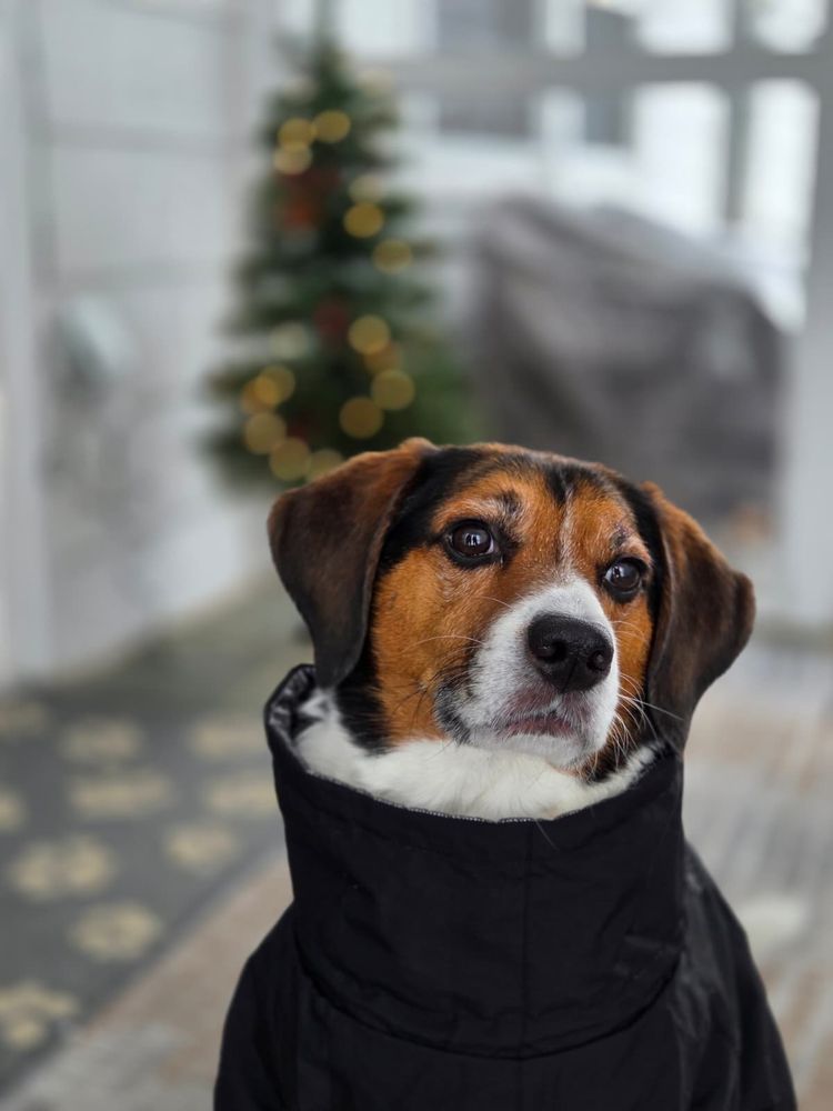 Doo Diligence - pet boarding facility in Middletown Township, NJ