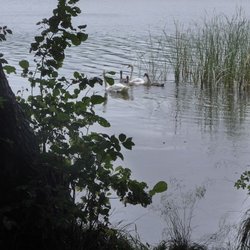 Tauchowsee - Tauchowsee, copyright by mostro 2017