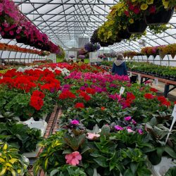 Tony's Green Thumb - Greenhouse in bloom
