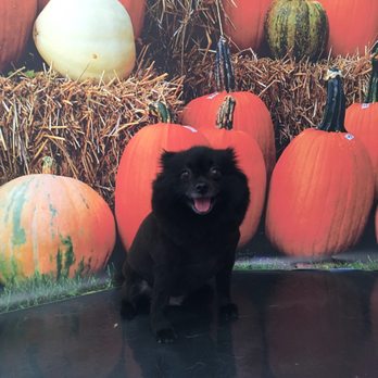 Shampooch Pet Styles - Gus has a unique body shape but Heather does a great job making him look cute. - Pet Groomers Near Me - Temecula, California Shampooch Pet Styles - Gus has a unique body shape but Heather does a great job making him look cute. - Pet Groomers Near Me - Temecula, California