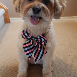 My little fur baby after her cut!