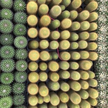 Florida Cactus - Nurseries & Gardening Near Me - Apopka, Florida