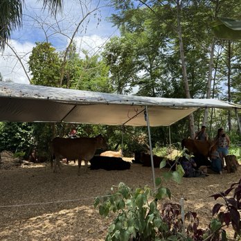 Krishna Cow Sanctuary - Nice and covered so the sun isn't too bad - Animal Physical Therapy Near Me