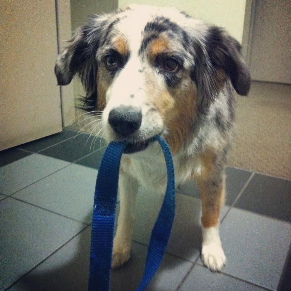 THE HOUND HIKER Boise, Idaho Dog Walkers Phone Number Yelp