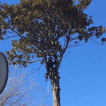Mills Tree Service - Tree Services Near Me - Rixeyville, Virginia Mills Tree Service - Tree Services Near Me - Rixeyville, Virginia