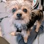 Christa's Pet Salon