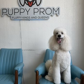 Puppy prom - My baby looking at home and her best. - Pet Groomers Near Me - Los Angeles, California Puppy prom - My baby looking at home and her best. - Pet Groomers Near Me - Los Angeles, California