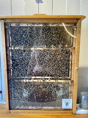 Beverly Bees by null