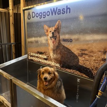 DoggoWash - Pet Groomers Near Me - San Diego, California DoggoWash - Pet Groomers Near Me - San Diego, California