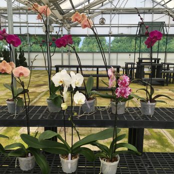 Florida Greenscapes Nursery - Nurseries & Gardening Near Me - Mount Dora, Florida