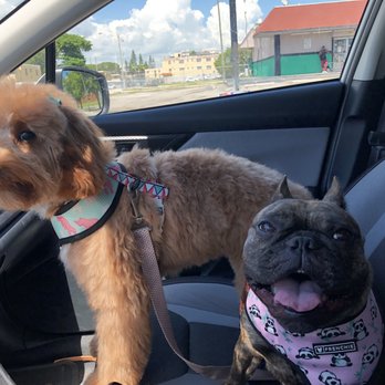 Barks & Tales Dog Spa - Pet Sitting Near Me - Miami, Florida Barks & Tales Dog Spa - Pet Sitting Near Me - Miami, Florida