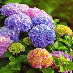 Hudson Flower Shop
