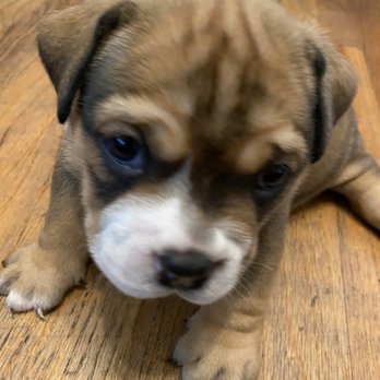 Pedegree Puppies - Pet Adoption Near Me Pedegree Puppies - Pet Adoption Near Me