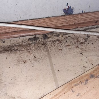 Team Veterans - German Roach Infestation - Pest Control Near Me - Myrtle Beach, South Carolina Team Veterans - German Roach Infestation - Pest Control Near Me - Myrtle Beach, South Carolina