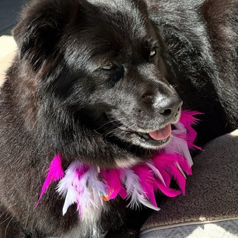 12th Paw Mobile Spa - Leia after a scrubby - Pet Groomers Near Me 12th Paw Mobile Spa - Leia after a scrubby - Pet Groomers Near Me