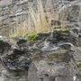 Photo of Carriganass Castle