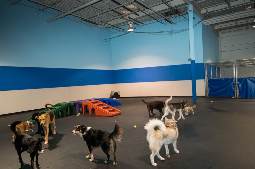 LITTLE WHITE DOG DOGGIE DAYCARE Updated September 2024 26 Photos