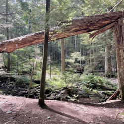 Day Pond State Park - Tree hit by lightning