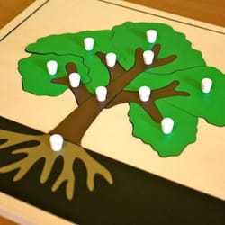 Casa dei Bambini Montessori - Botany Puzzle @ Casa dei Bambini Montessori Preschool in Santa Maria