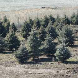 Nielsen Tree Farms