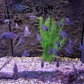 Aquarium Center - They have freshwater too. - Pet Stores Near Me - Clementon, New Jersey Aquarium Center - They have freshwater too. - Pet Stores Near Me - Clementon, New Jersey