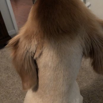 iPaw Pet Salons - Back of Golden's head - Pet Groomers Near Me - Bulverde, Texas