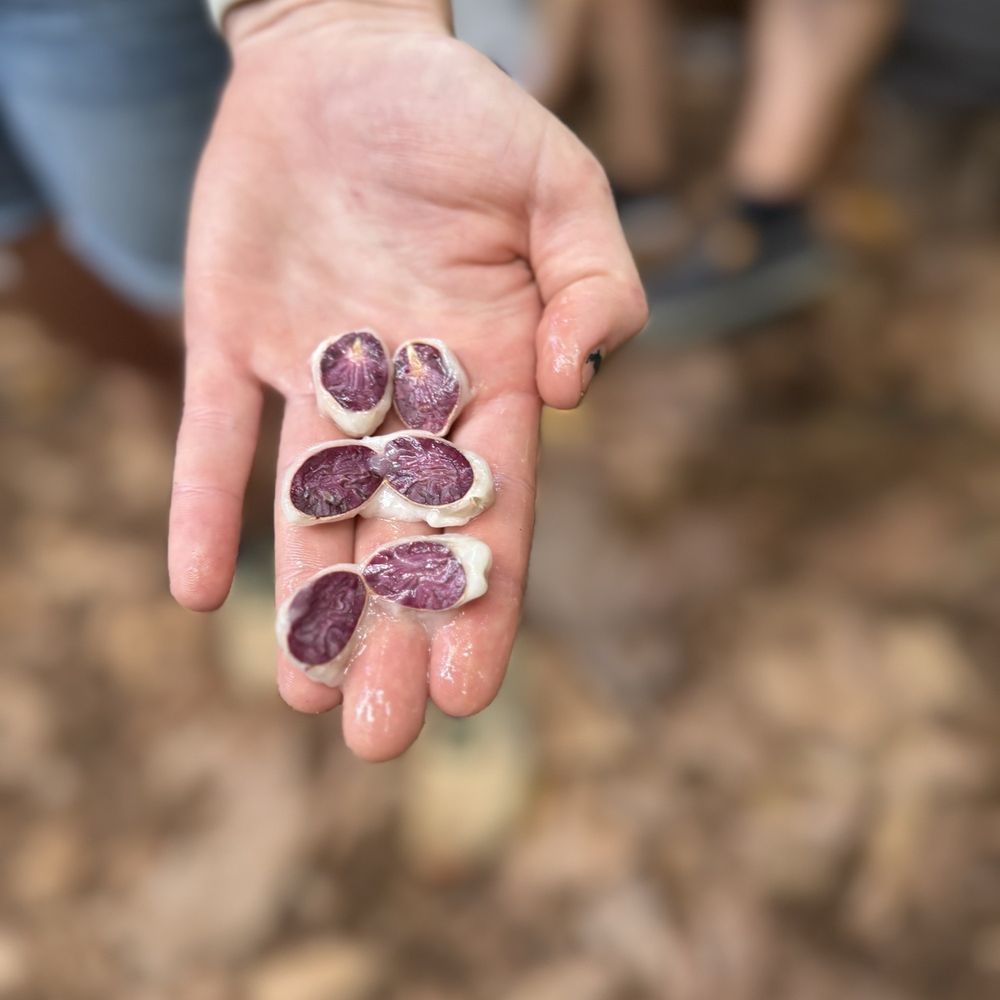 Kamananui Cacao Orchards - Attraction Farms Near Me - Waialua, Hawaii Kamananui Cacao Orchards - Attraction Farms Near Me - Waialua, Hawaii