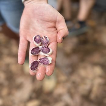 Kamananui Cacao Orchards - Attraction Farms Near Me - Waialua, Hawaii Kamananui Cacao Orchards - Attraction Farms Near Me - Waialua, Hawaii