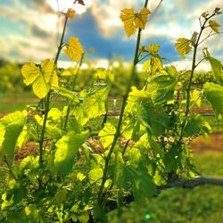 Cannon Creek Vineyard - CCV Blanc du Bois Early Shoots