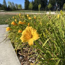 Sunrise Park