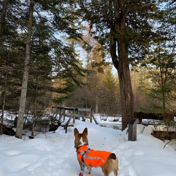 Hartwick Pines State Park - My dog at Hartwick Pines State Park - Campgrounds Near Me - Grayling, Michigan
